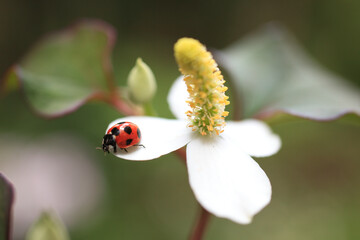 Fototapeta premium てんとう虫