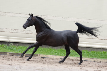 Beautiful black arabian horse runs free in paddock on the sand background