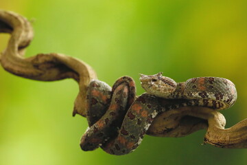 Eyelash Palm Pitviper (Bothriechis schlegeli)
