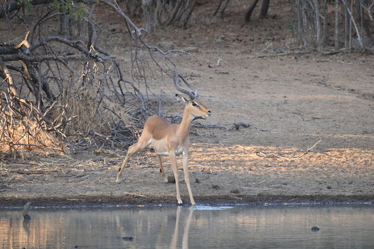 Drinking water - Powered by Adobe