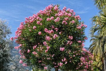 Close up of delicate pink flowers of Nerium oleander and green leaves in a exotic Italian garden in...