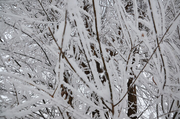 winter, snow on the branches of a tree, winter background