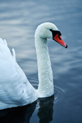 Close portrait of a swan. Nice bokeh and details in the bird