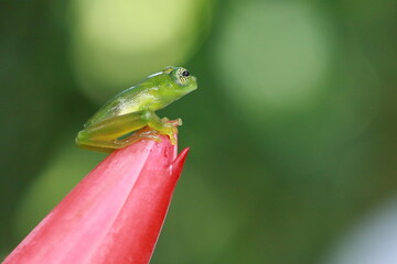 Glass frog (Espadarana prosoblepon)