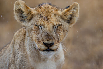 Portrait of an African lion (Panthera leo) cub in the rain with a brown background of dry grass of the plains in Kruger National Park in South Africa