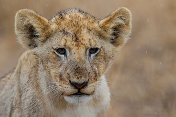 Obraz na płótnie Canvas Portrait of an African lion (Panthera leo) cub in the rain with a brown background of dry grass of the plains in Kruger National Park in South Africa