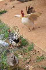 chicken