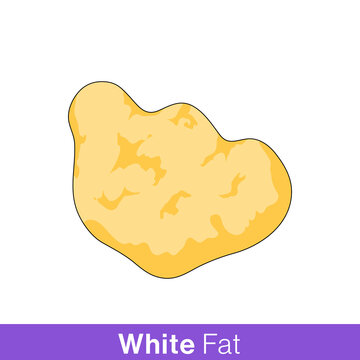 Structure of White adipose tissue or commonly known as Fat vector in white background