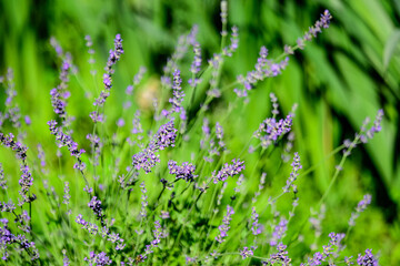 Many small blue lavender flowers in a sunny summer day in Scotland, United Kingdom, with selective focus, beautiful outdoor floral background.