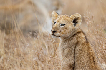 African lion (Panthera leo) cub sitting in the dry grass of the plains in Kruger National Park in South Africa