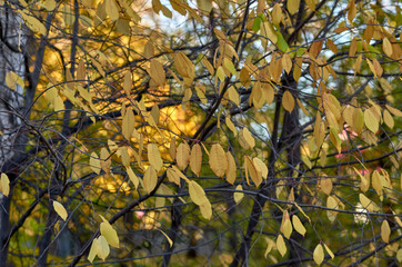 yellow autumn leaves