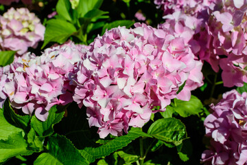 Magenta pink hydrangea macrophylla or hortensia shrub in full bloom in a flower pot, with fresh green leaves in the background, in a garden in a sunny summer day.