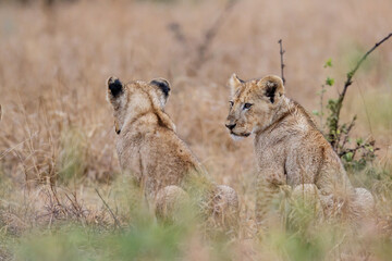 African lion (Panthera leo) cub sitting in the dry grass of the plains in Kruger National Park in South Africa