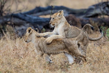 African lion (Panthera leo) cubs playing in the rain  in the dry grass of the plains in Kruger National Park in South Africa