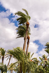 palm trees moved by the wind against the sky