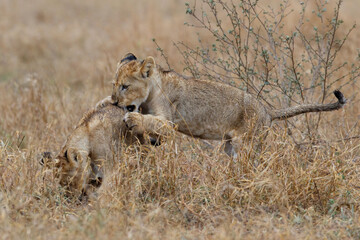 Fototapeta na wymiar African lion (Panthera leo) cubs playing in the rain in the dry grass of the plains in Kruger National Park in South Africa