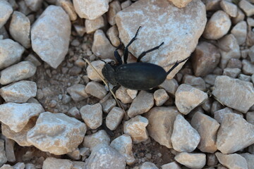 bug