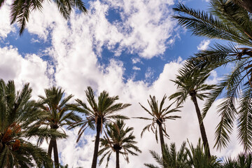 Fototapeta na wymiar palm trees against cloudy sky