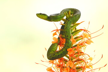 Green and Black pitviper (Bothriechis nigroviridis)