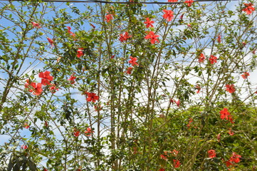 poppies in the field