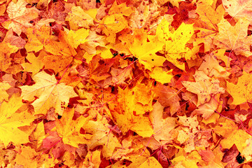 Naklejka na ściany i meble Orange yellow maple leaves background. Creative autumn background of fallen yellow and orange leaves in the forest. Seasonal concept. Orange maple leaf fall on ground in autumn in Latvia.