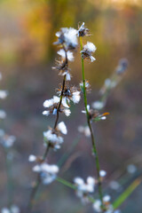 Beautiful dried flowers on sunny autumn meadow