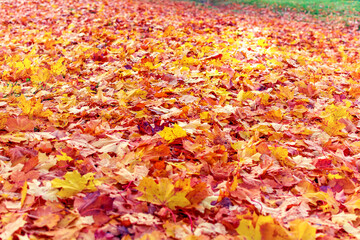 Orange red maple leaves background. Creative autumn background of fallen yellow, orange and red leaves in the forest. Seasonal concept. Orange maple leaf fall on ground in autumn in Latvia.