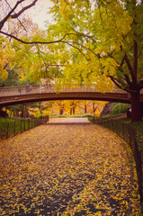 Autumn in the Central Park, NYC