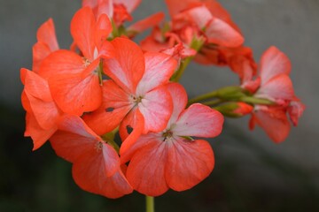 florcitas rojas 