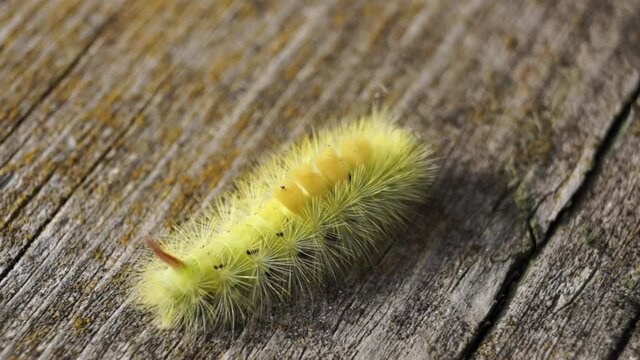The caterpillar of the nocturnal butterfly of the red-tail, or the wool foot bashful (lat. Calliteara pudibunda).