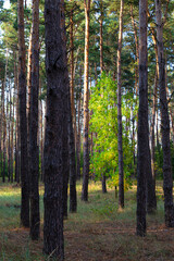 Fototapeta premium Autumn in multicolored forest