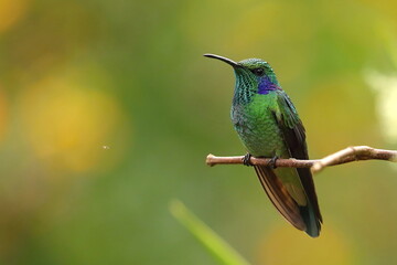 Green Violet-ear (Colibri thalassinus)