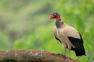 King Vulture (Sarcoramphus papa)