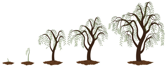 Five stages of growing maple willow. © sashazerg