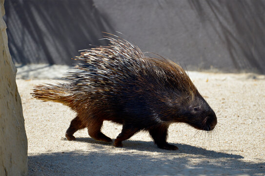Closeup Indian Crested Porcupine (Hystrix indica) walking on ground