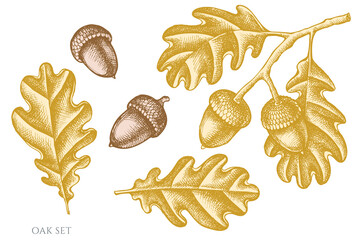 Vector set of hand drawn pastel oak © Sad