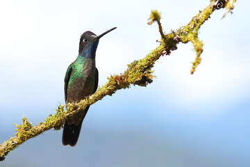 Magnificent Hummingbird(Eugenes fulgens)