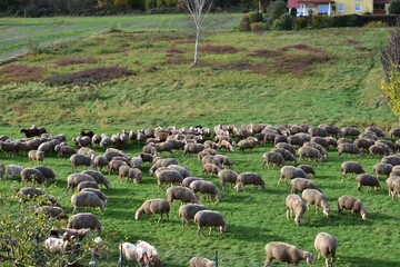 flock of sheep goat meadow shepherd grass