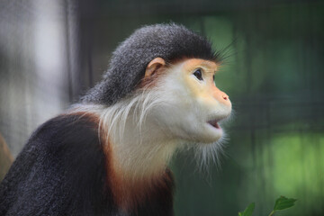 アカアシドゥクラングール