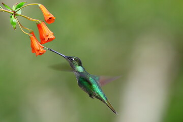 Magnificent Hummingbird(Eugenes fulgens)