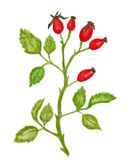 Branch with rosehip fruits on white, watercolor