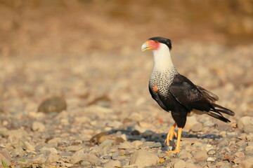 Southern crested caracara (Caracara plancus)