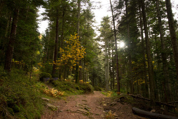 in den Wäldern der herbstlichen vogesen