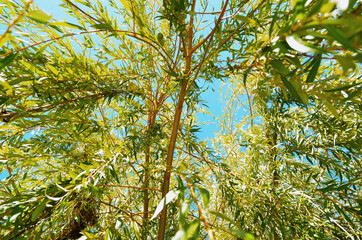 weeping willow branches shot from below