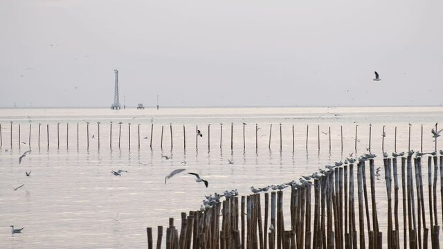 White seagulls(Laridae) flying over the Sea under sunset bangpoo thailand 4k