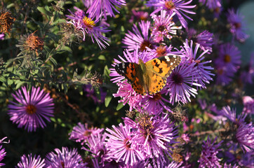 
butterfly Black-red pollen on flowers