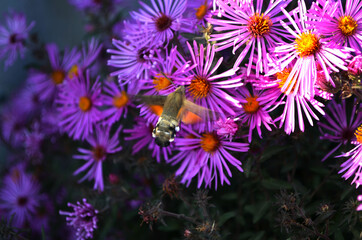 Obraz premium unusual butterfly Sphingidae on flowers