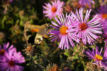 Obraz premium unusual butterfly Sphingidae on flowers