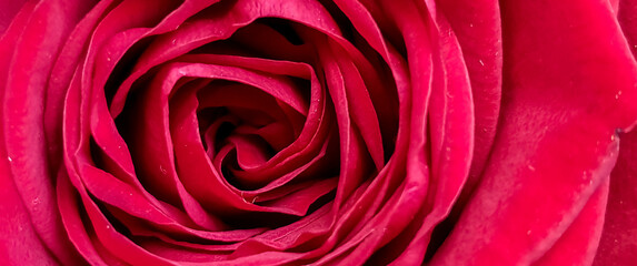 beautiful close up red rose.Blooming bright red flower.Floral background.scarlet flowering roses. Web banner