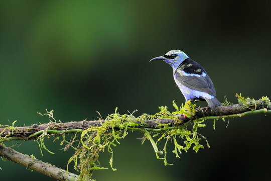 Red-legged Honeycreeper (Cyanerpes Cyaneus)